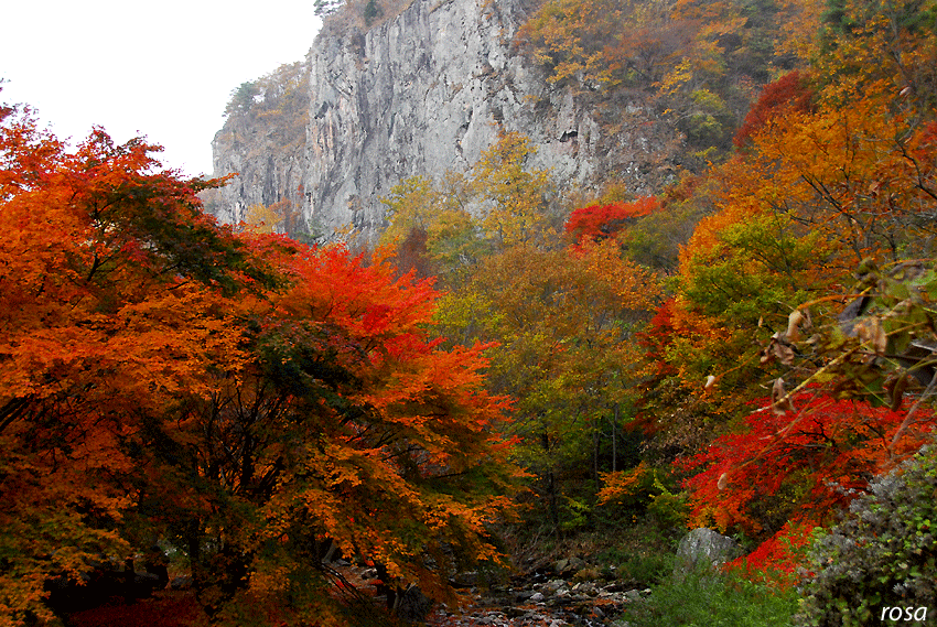4737ca66da0e5&filename=DSC_9359wo.gif