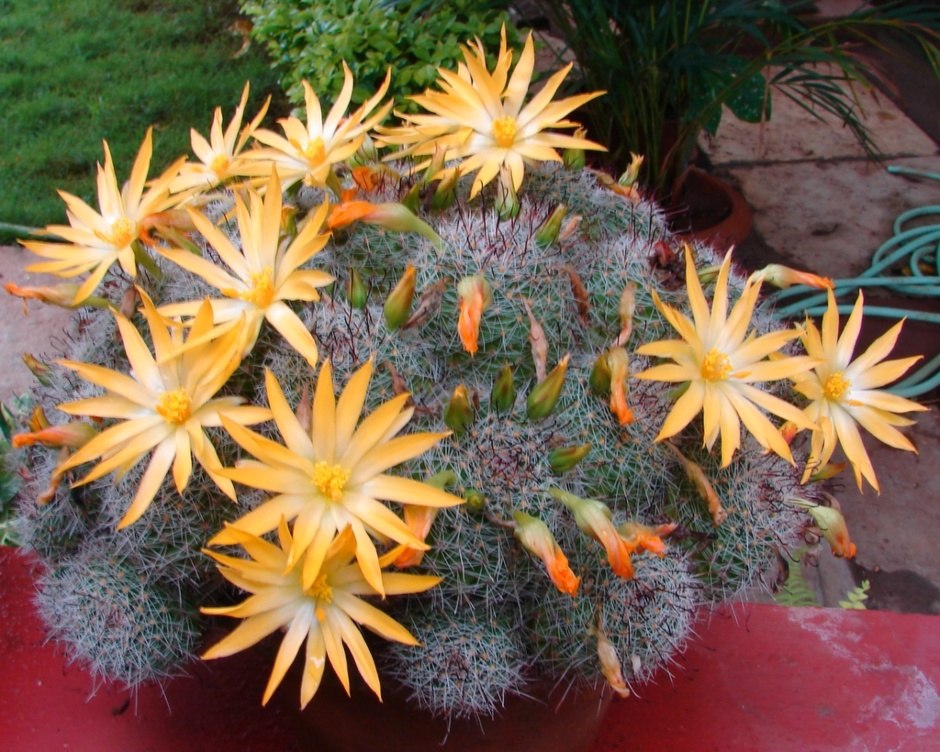  زهور الصبار هي الأجمل -2- Cactus flowers are beautiful 475249feb87bb&filename=474e9302fcf65