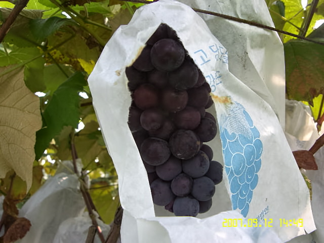 강화농산 이미지