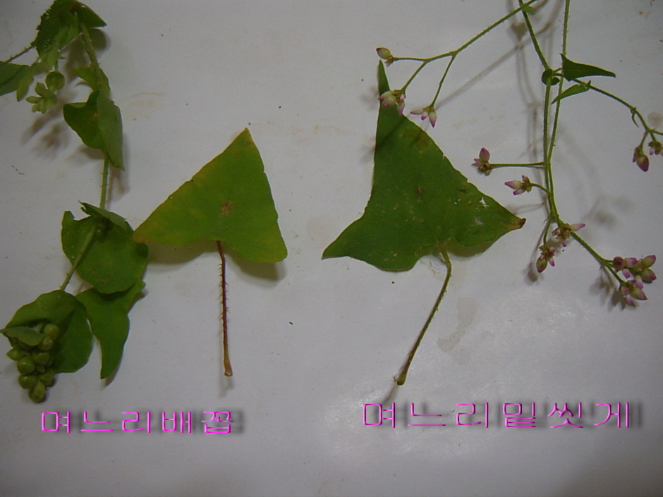 며느리 이미지