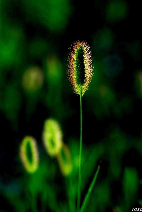 46bcfdfb97a5a&filename=DSC_5994wo.gif
