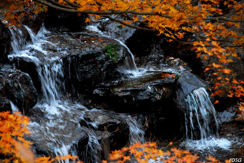 4737ca775b4d4&filename=DSC_9368wo.gif