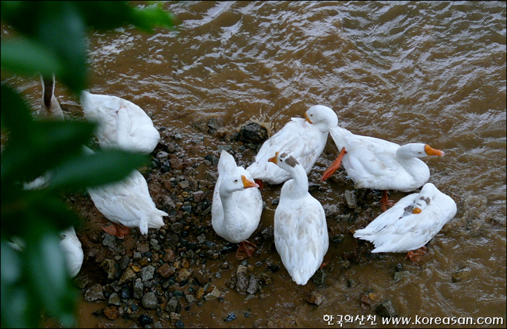 다산초등학교 이미지