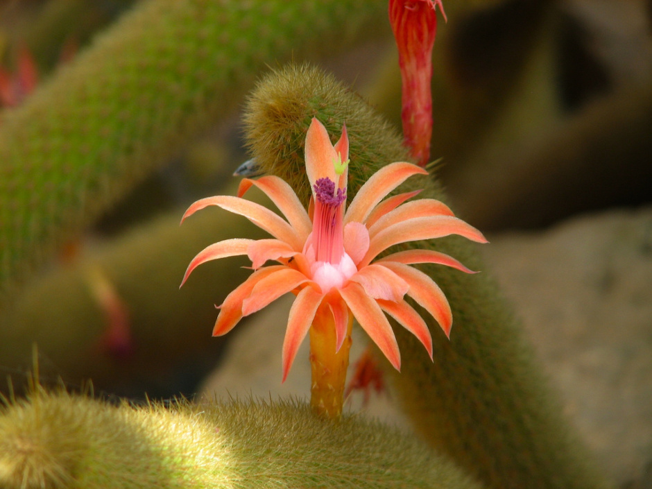  زهور الصبار هي الأجمل -2- Cactus flowers are beautiful 475249fa68da5&filename=474e9302fcf61