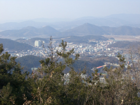 능선 소나무 숲 이미지