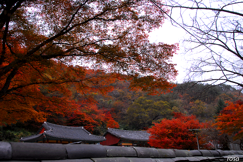 4737caa8038b3&filename=DSC_9376wo.gif