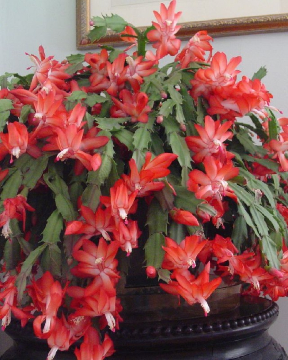  زهور الصبار هي الأجمل -2- Cactus flowers are beautiful 475249ffe1b02&filename=474e9302fcf66