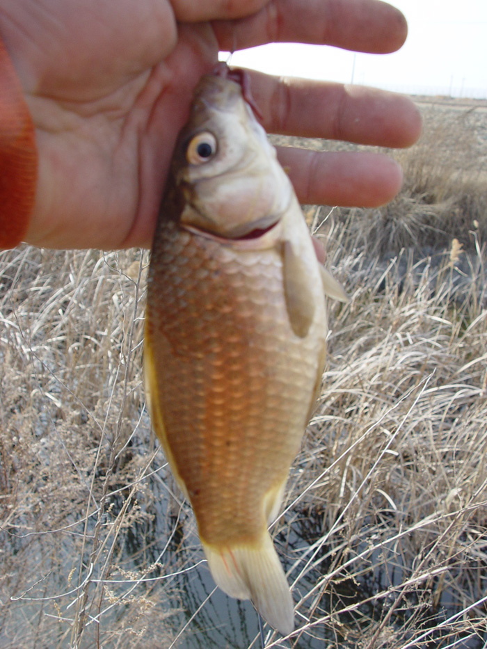 47c81b1dce56c&filename=2009-01-02-28-101