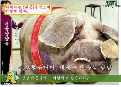 얌얌 이미지