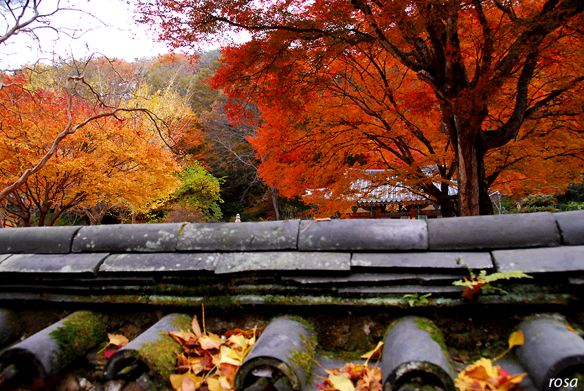 4737ca991af47&filename=DSC_9373wo.gif