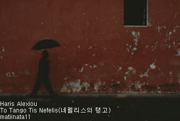 오렌지나무 이미지